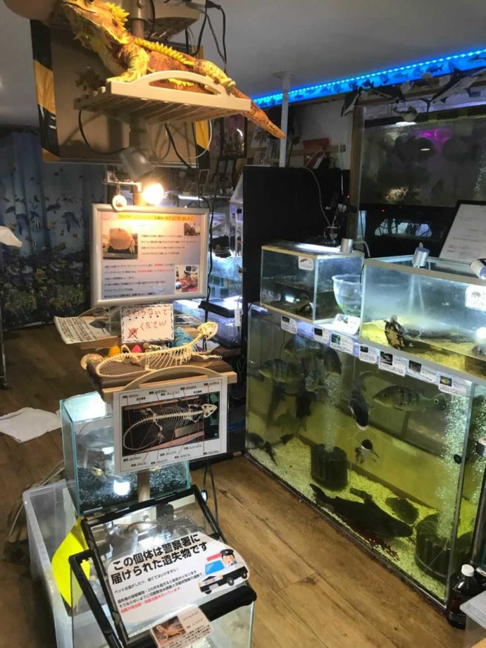 花園教会水族館では警察で保護された爬虫類を保護している