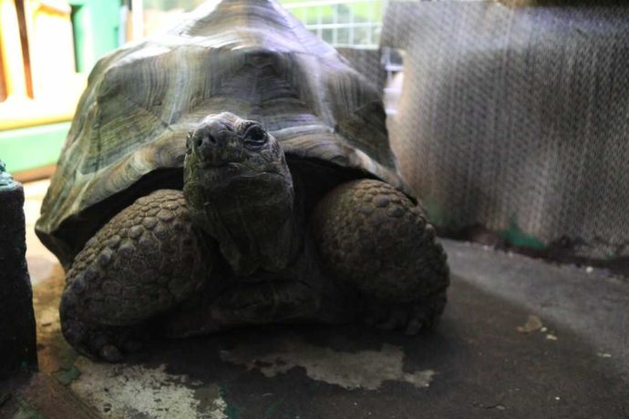 花園教会水族館で見られるアルダブラゾウガメ