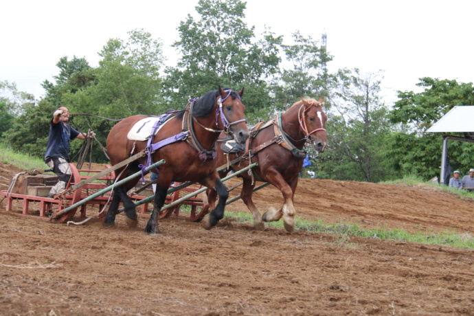 北海道共和町のかかし祭で実施されるばん馬の競技大会の写真