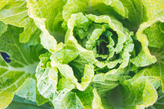 野菜ビストロ レギュームの野菜