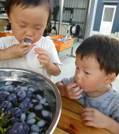 まほらファームでは氷水でしっかり冷やしたぶどうが食べられる