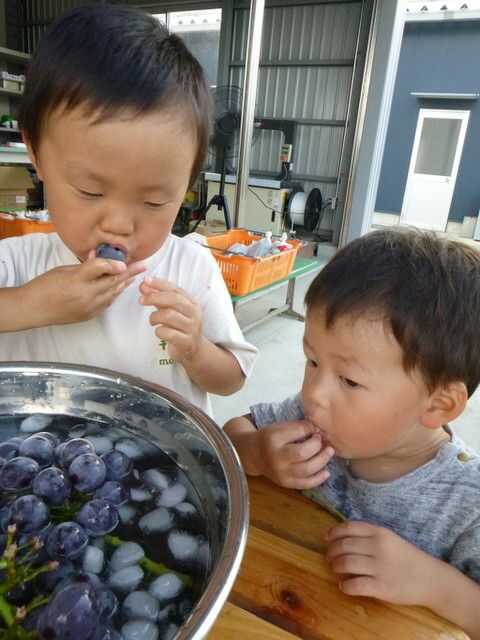 まほらファームでは氷水でしっかり冷やしたぶどうが食べられる