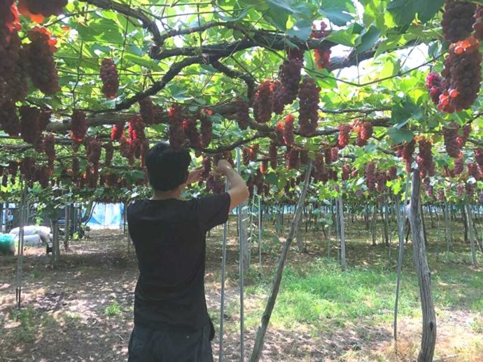 まほろば観光果樹園のデラウェア畑で作業する安達さん