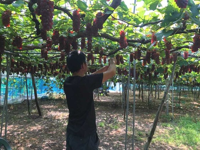 まほろば観光果樹園のぶどう農園でお手入れをする安達さん