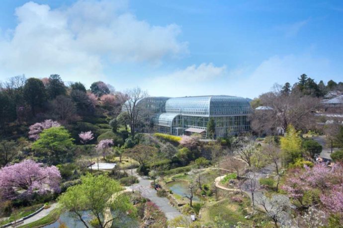 桜が咲き誇る南園の50周年記念庭園