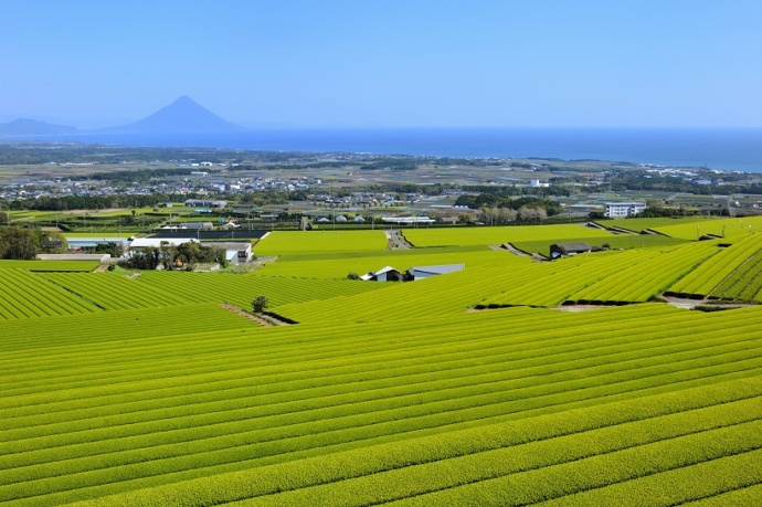 枕崎市の茶畑と住宅