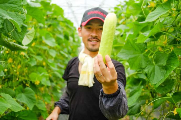 真室川町の伝承野菜勘次郎胡瓜