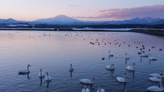 鳥海山と白鳥