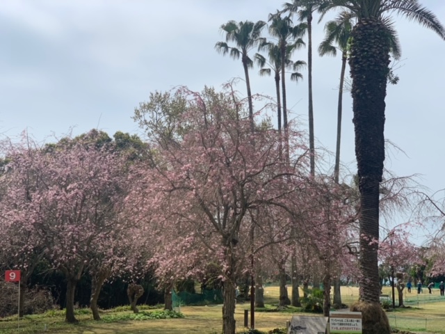 城址公園の桜