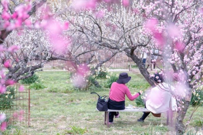 万汐農園の花見まつりについて