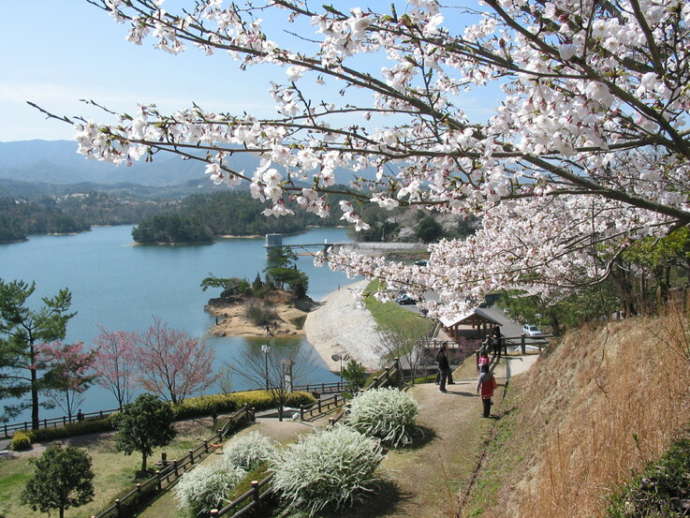 まんのう町の満濃池と桜