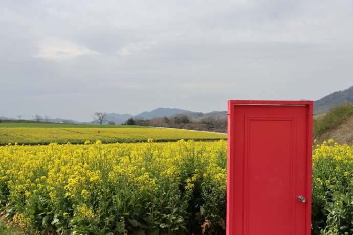 まんのう町の仲南地区中山団地の菜の花