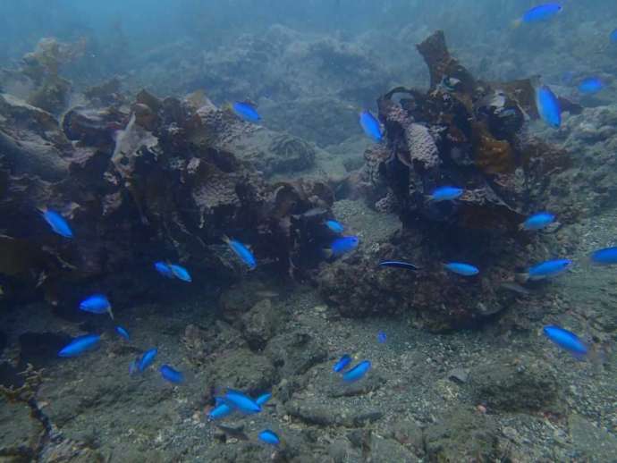 沖ノ島の海に生息するソラスズメダイ