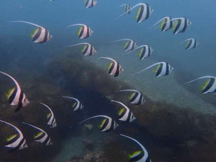 沖ノ島の海に生息するハタタテダイ