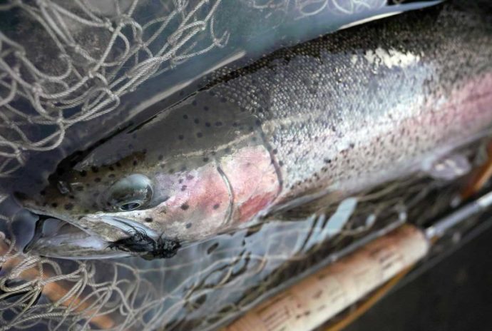 丸沼で釣り上げられた虹マス