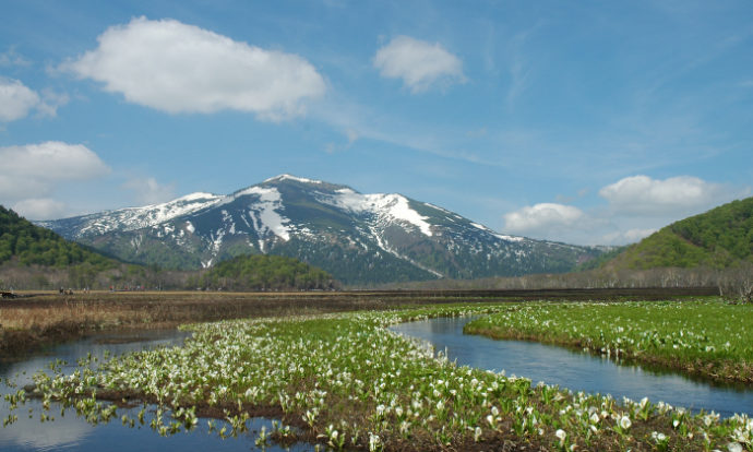 ミズバショウとまだ雪の残る燧ヶ岳