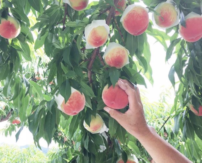 山梨県笛吹市でフルーツ収穫と料理体験ができるマルサマルシェ