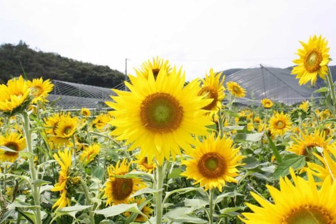 森のガーデンまるせい果樹園のフォトスポットひまわり畑