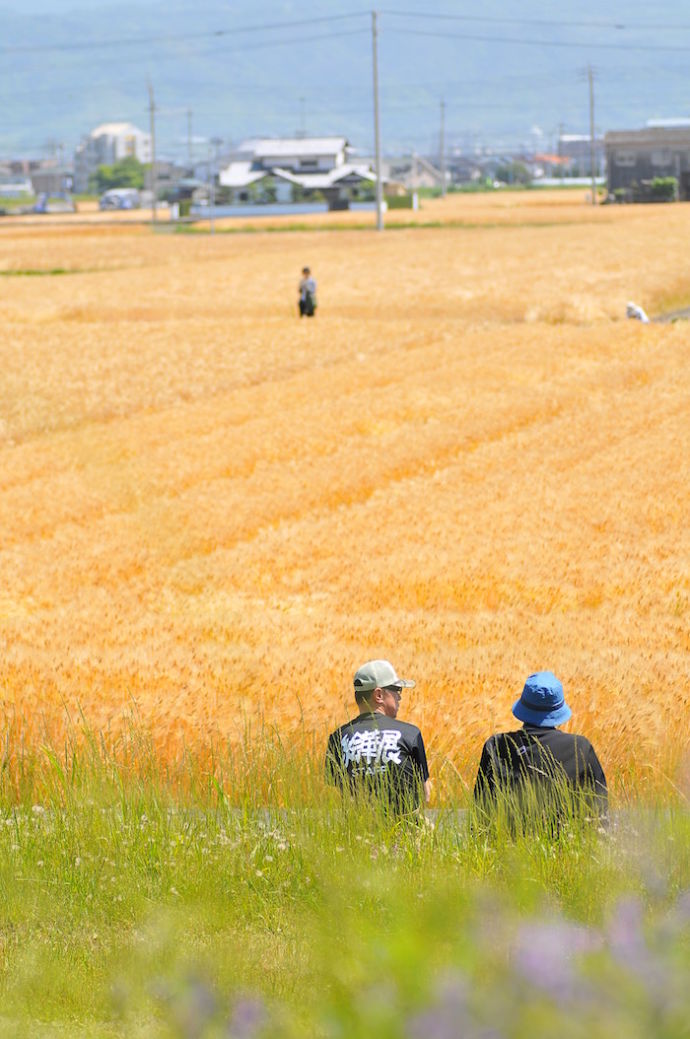 松前町の麦畑2