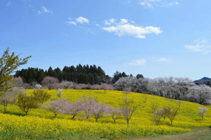 益子町の小宅古墳群に咲く菜の花