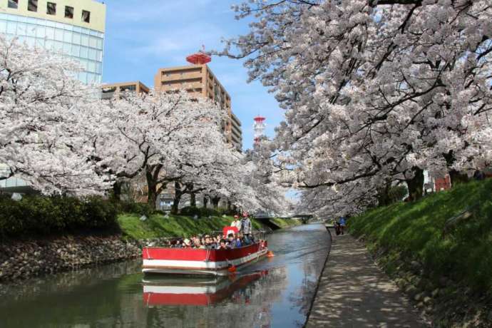 松川遊覧船が満開の桜の中を進む様子