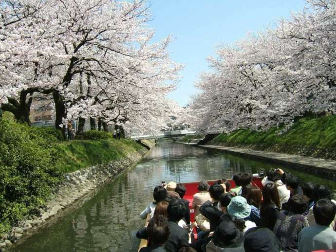 松川遊覧船が満開の桜の中を進む様子