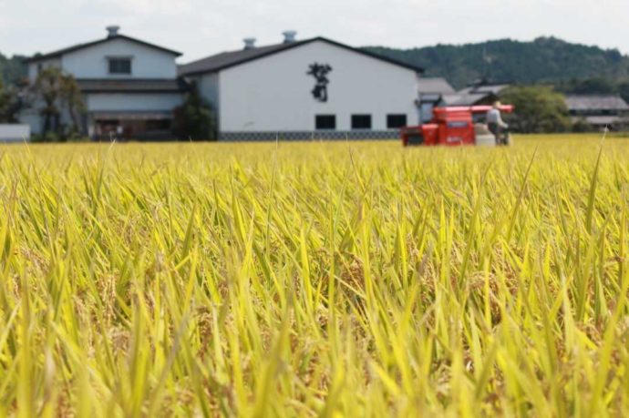 松瀬酒造周辺の稲穂と田んぼの景色