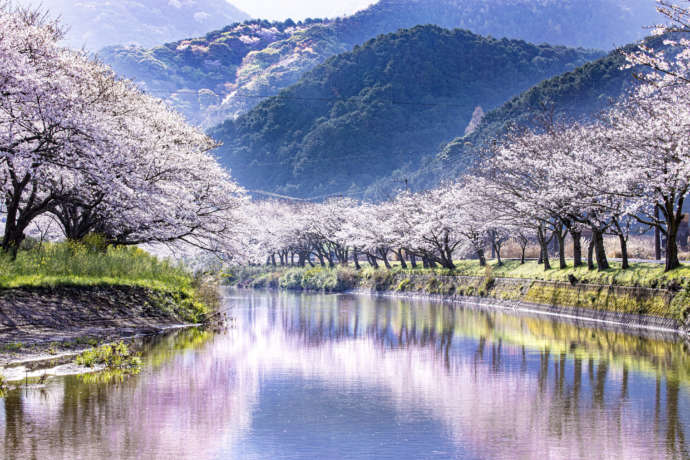 那賀川堤の桜