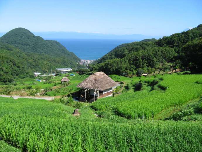 棚田と富士山