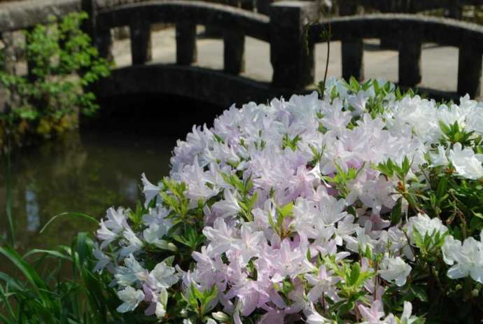 松山文化伝承館に咲くツツジの花