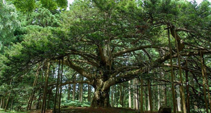 真山神社を訪れた場合の見どころ