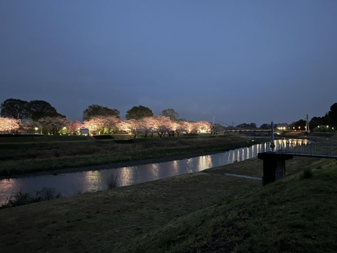 黒川越しに見えるライトアップされた「東雲公園」の夜桜