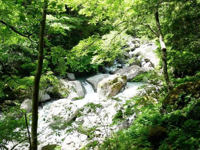 初夏の大柳川渓谷