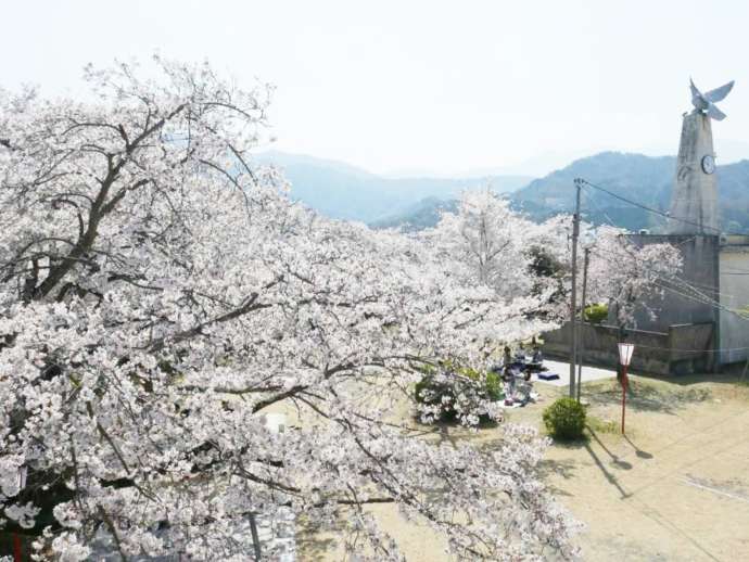 大法師公園の桜