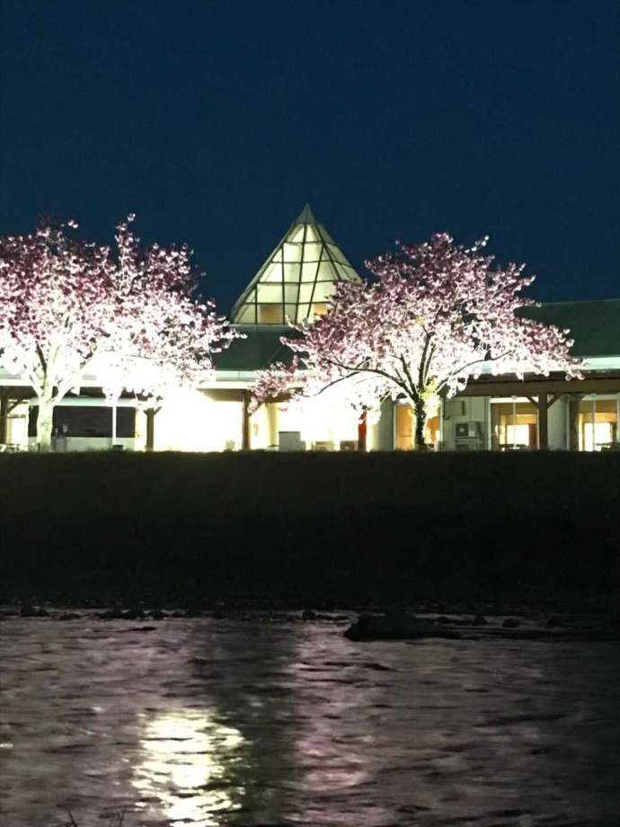 「道の駅はが」五行川の「ぼたん桜のライトアップ」