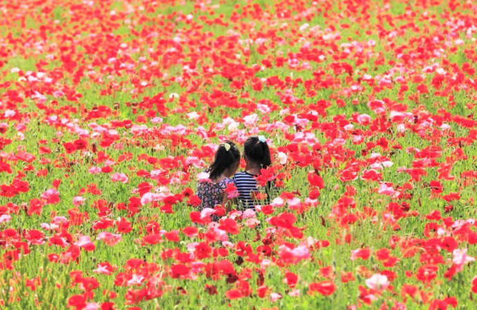 栃木県さくら市にある喜連川ポピー畑