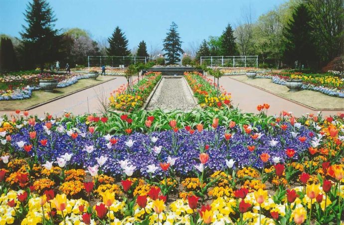 とちぎわんぱく公園の花壇の写真