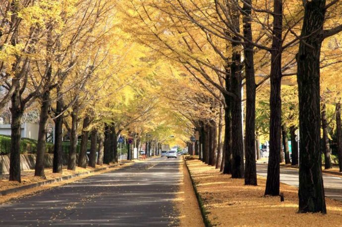 秋の獨協医科大学の銀杏並木の写真