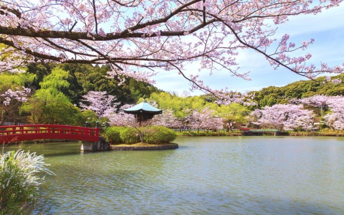 定光寺公園の桜