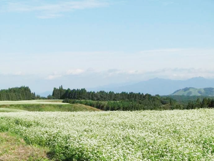 波野高原そば公園のそばの花の様子