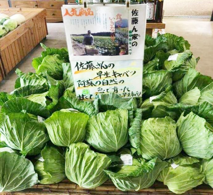 道の駅波野で人気の早生キャベツ