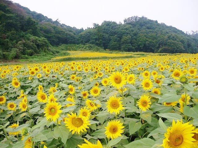 群馬県みどり市にあるひまわりの花畑