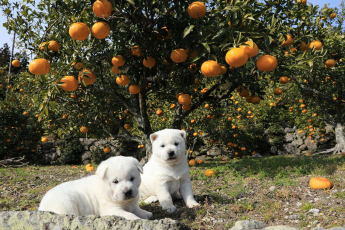 みかんの樹々と、2頭の紀州犬