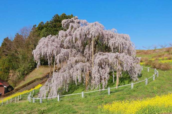 福島県三春町にある三春滝桜