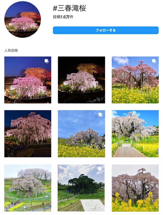 三春町にある三春滝桜のインスタキャプチャ