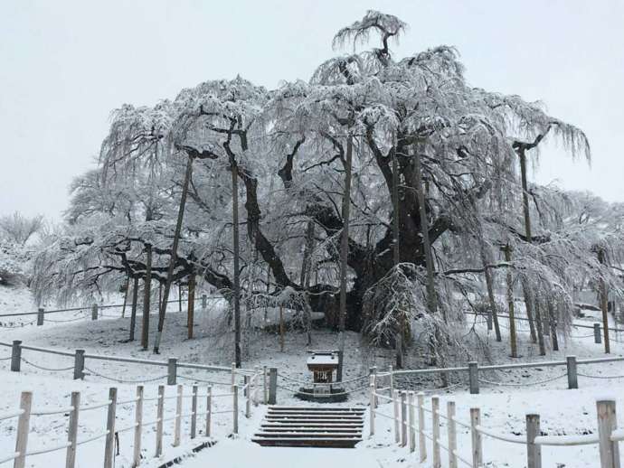 三春町の雪景色の中の三春滝桜