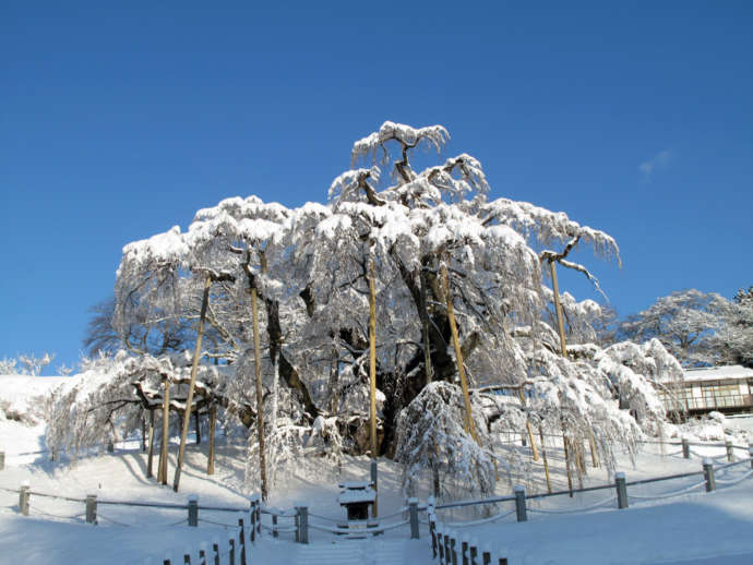 福島県三春町にある三春滝桜の冬の風景