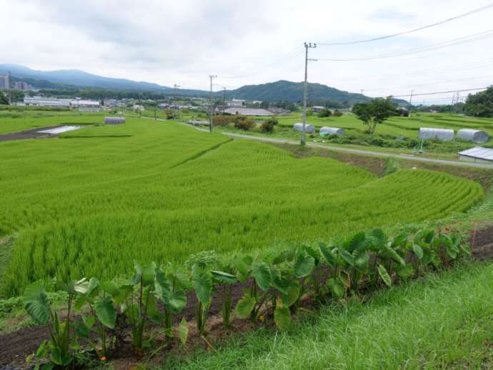 瓶原の風景