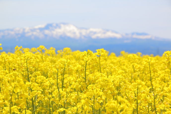 山々をバックにした菜の花畑