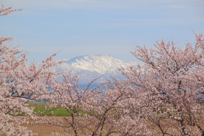 満開の桜